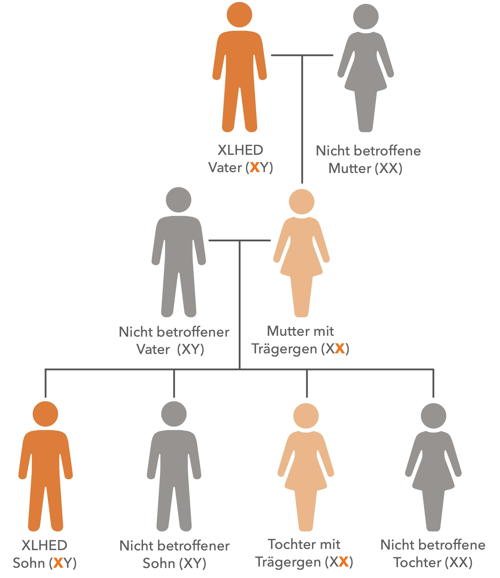 Grafik über die Vererbung der häufigsten Form der ektodermalen Dysplasie, XLHED.