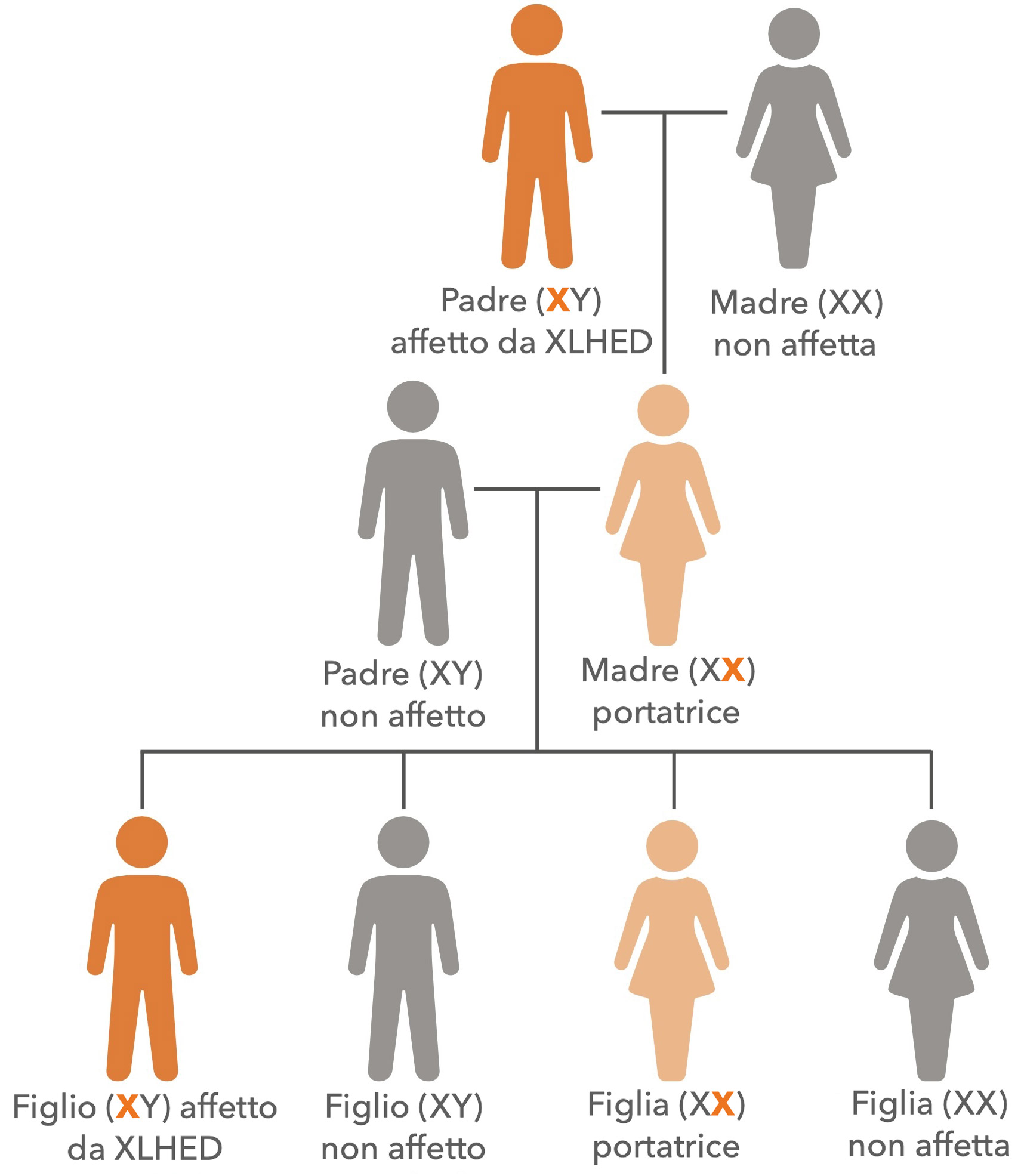 Graphic about the inheritance of the most common form of Ectodermal Dysplasia, XLHED