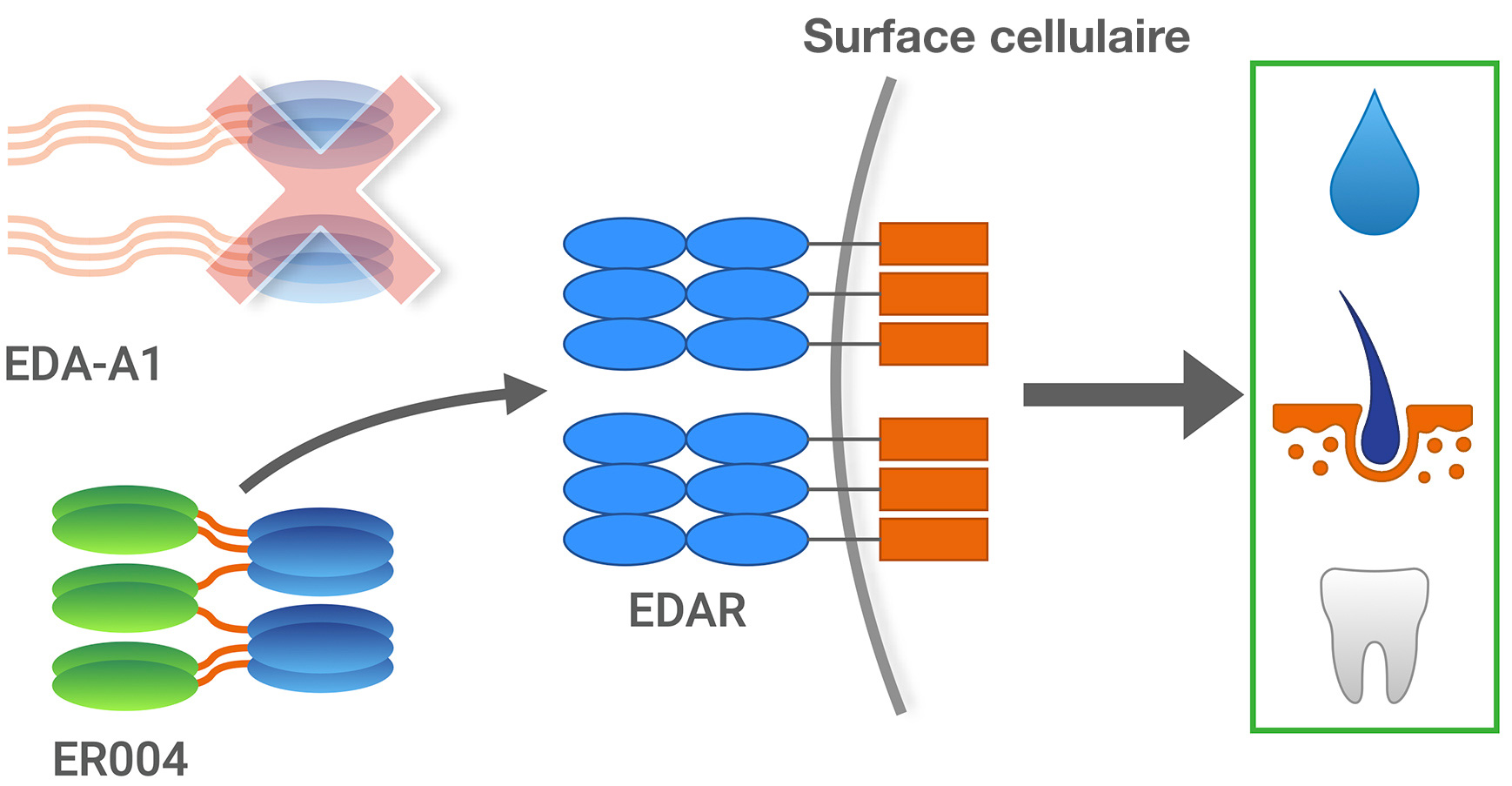 illustration showing ER004 as an intended replacement for EDA-A1